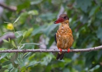 Close-up of bird perching on branch