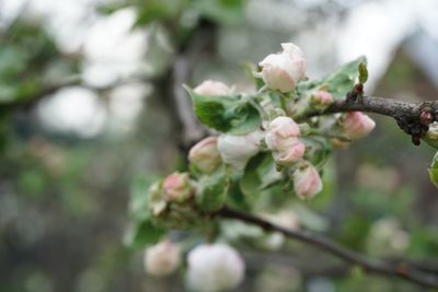 Close-up of cherry blossom on tree
