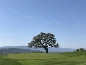 Tree in farm against sky