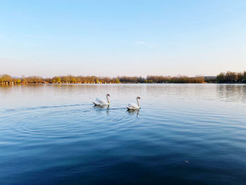 Swans swimming in lake