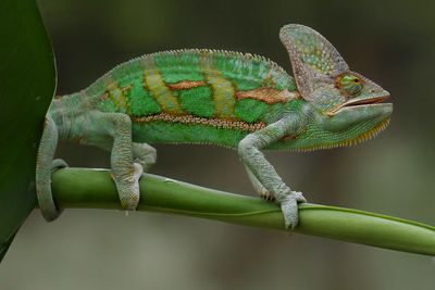 Chameleon in action