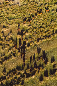 High angle view of trees on field