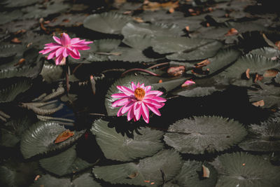 High angle view of pink lotus water lily in pond