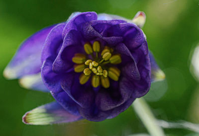 Close-up of purple flower