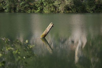 A river with floating water, a natural watercourse and landscape