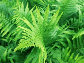 Close-up of fern leaves