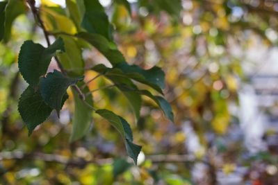 Close-up of fresh green leaves