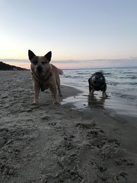 View of dog on beach against sky during sunset