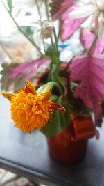 Close-up of yellow flowers blooming outdoors