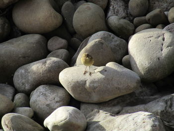 Full frame shot of pebbles