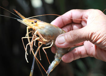 Close-up of person holding a prawn