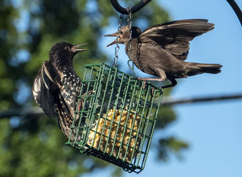 Close-up of bird perching on feeder