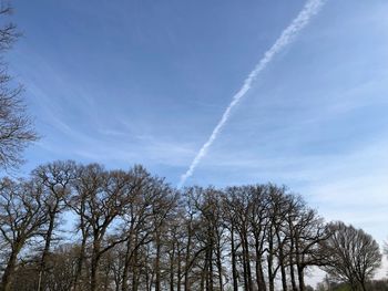 Low angle view of trees against blue sky