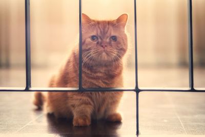 Portrait of kitten sitting on tiled floor