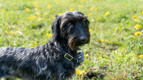 Close-up of dog