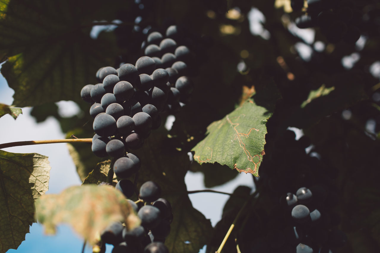 CLOSE-UP OF GRAPES GROWING ON TREE