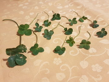 High angle view of plant on table