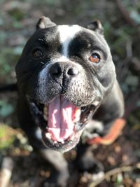 Close-up portrait of a dog