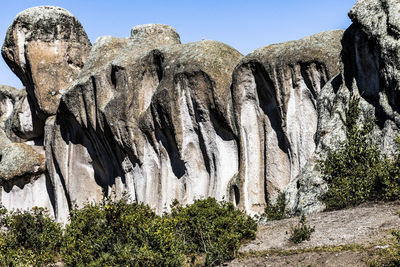 Low angle view of plants growing on rock against sky