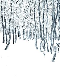 Close-up of bare trees during winter