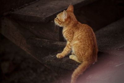 Side view of cat sitting on floor