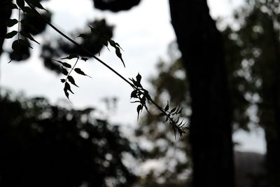 Close-up of plants