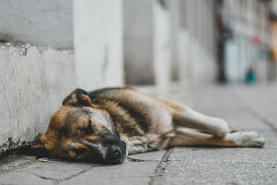 Dog sleeping on footpath