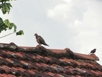 Bird perching on roof against sky
