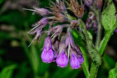 Close-up of wet purple flower