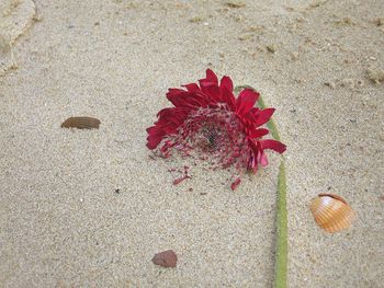 Close-up of flowers on sand