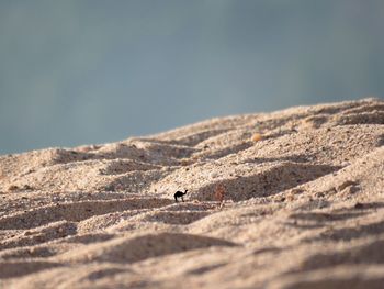 View of horse on beach