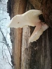 Close-up of white cat on tree trunk