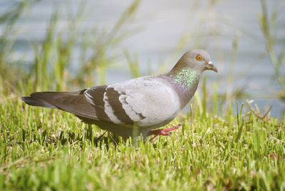 Close-up of bird perching on field