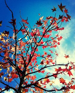 Low angle view of tree against sky