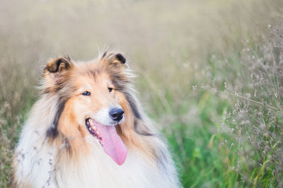 Close-up of a dog looking away