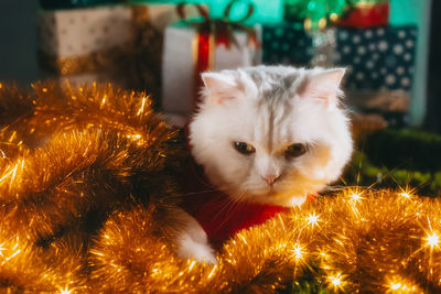 Close-up of cat with illuminated christmas lights