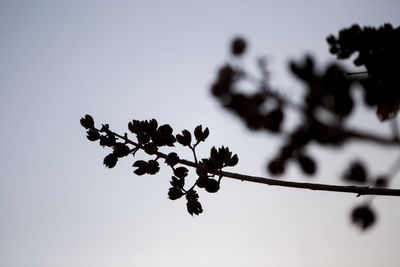 Low angle view of flowering plant against sky