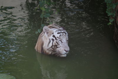 Close-up of a cat in a lake