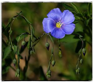 Close-up of flowers blooming outdoors