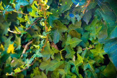 High angle view of insect on leaves