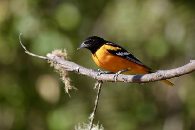 Close-up of bird perching on branch