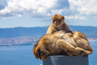 Close-up of monkeys on retaining wall by sea