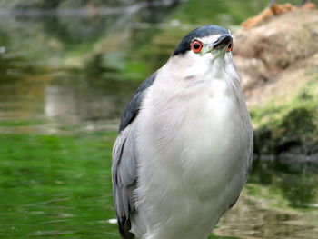 Close-up of a bird looking away