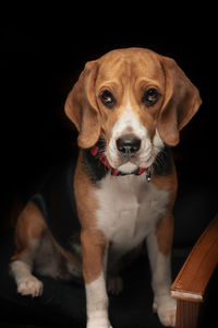 Beagle portrait