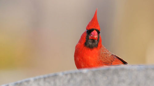 Northern cardinal