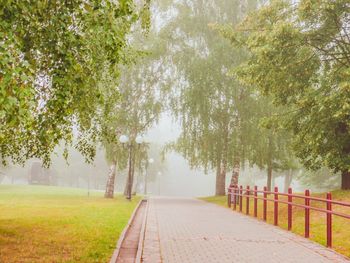 Footpath amidst trees in park