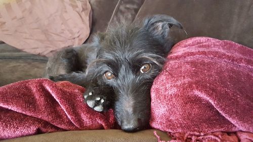 Close-up portrait of dog