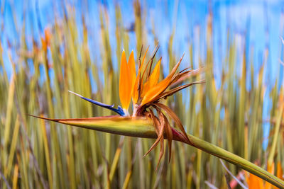 Close-up of orange flowering plant