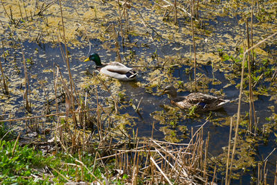 View of ducks floating on lake