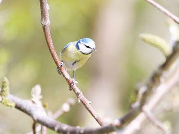 Close-up of bird perching on branch